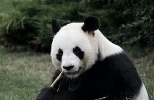 panda mangeant son bambou dans le Zoo de Beauval