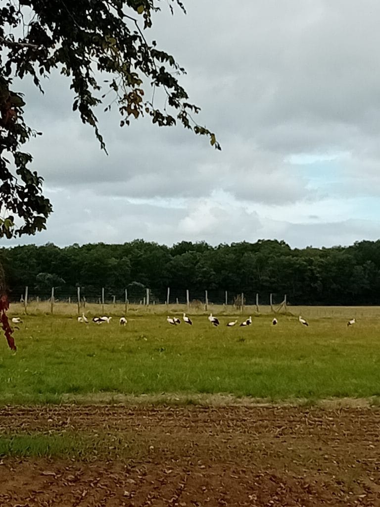 une douzaine de cigognes posées dans un champ