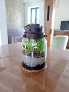 Terrarium avec plantes vertes dedans sur lit de sable posé sur une table en bois