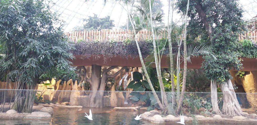 enclos aquatique avec verdure tropicale