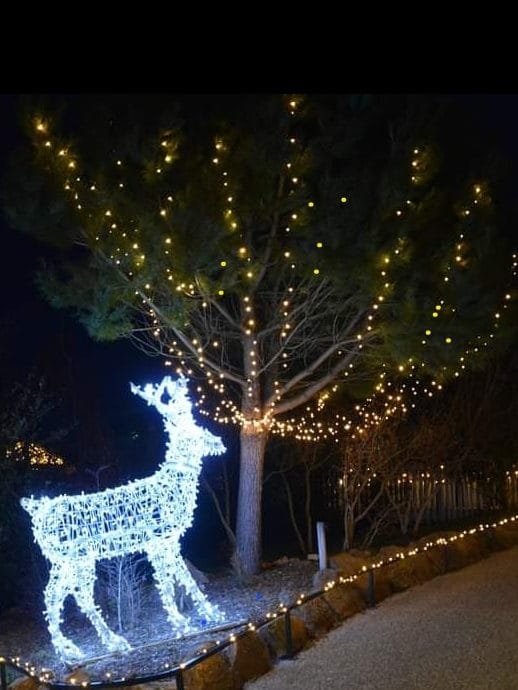 allée illuminée par des petites lumières au sol, avec un cerf lumineux blanc et des guirlandes lumineuse dans un arbre