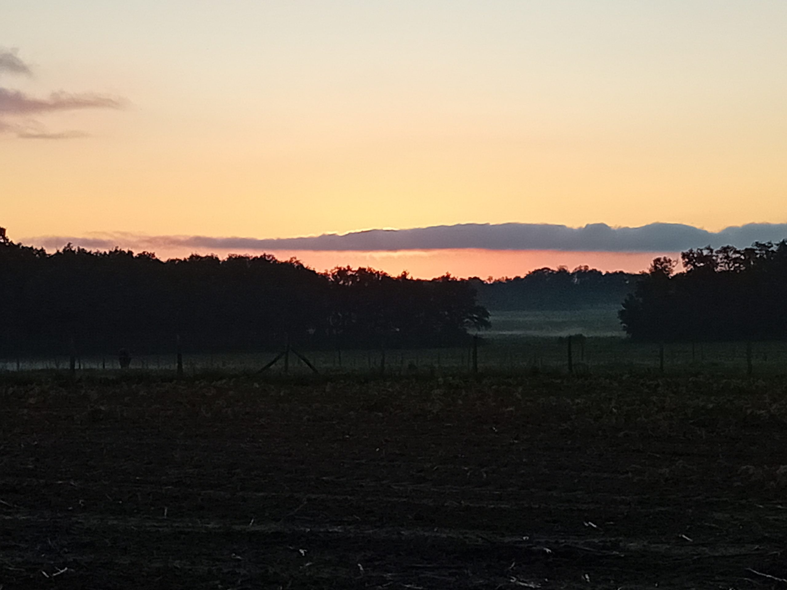 coucher de soleil rose orangé au dessus de la forêt