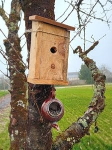 nichoir à mésanges accroché sur un arbre avec mangeoire réalisée avec une ancienne théière remplie de graine de tournesols