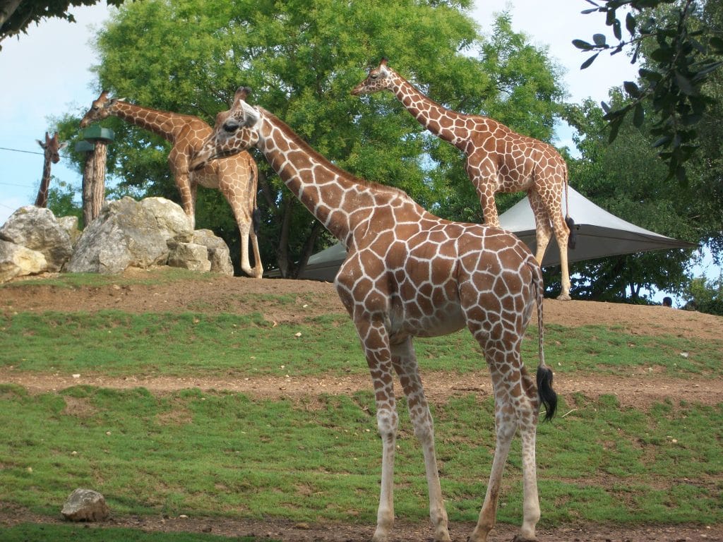 girafes en groupe dans leur parc