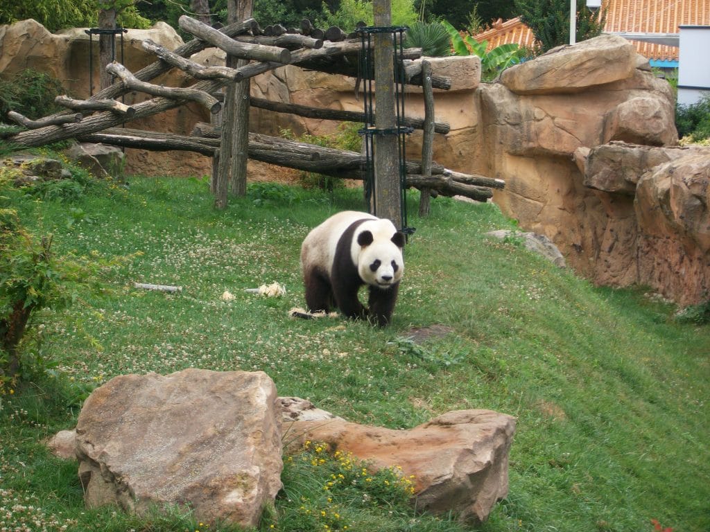 panda dans son parc en train de marcher au zoo de beauval