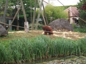 singe au bord de l'eau dans son parc