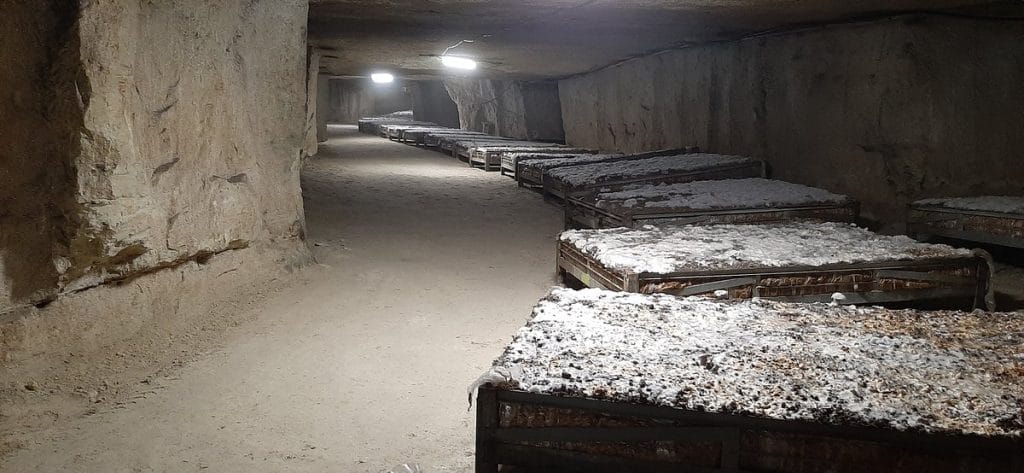 champignons poussant dans des bacs en cave de bourré avec couloir de passage à côté, proche de Montrichard