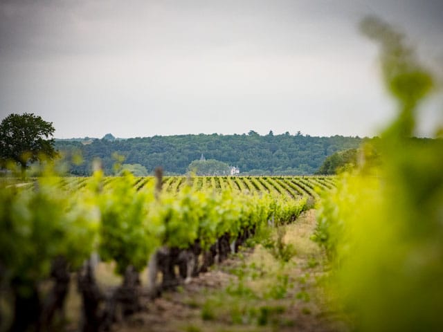 vue d'un vignoble à saint Georges sur cher