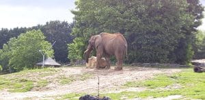 éléphant solitaire