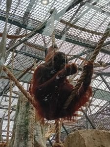 orang-outan sur une corde