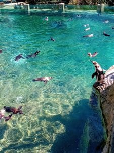 manchots plongeants dans leur bassin