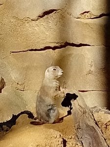 chien de prairie sur son rocher