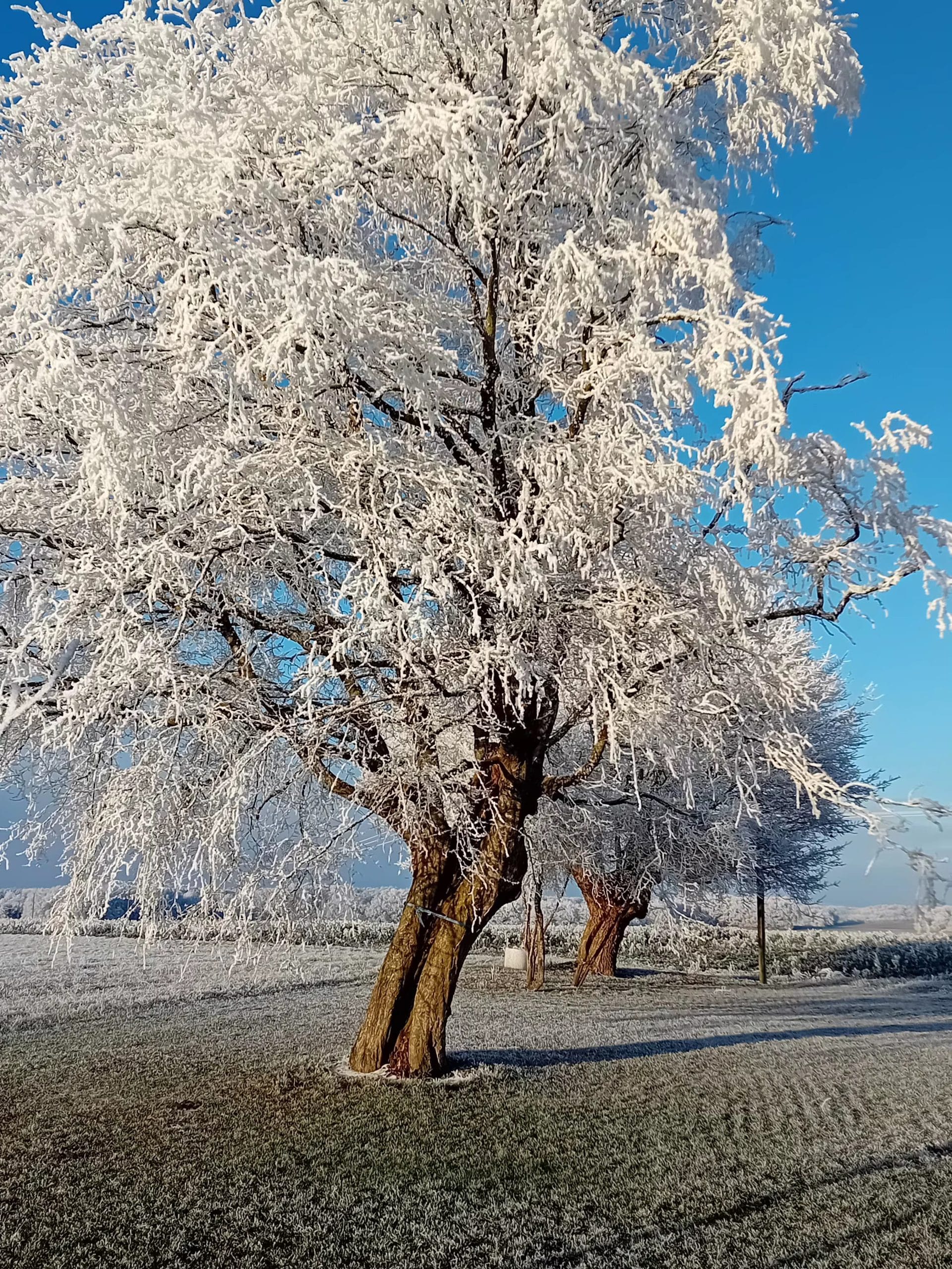 arbre givré