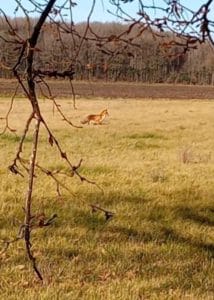 renard se promenant dans le près